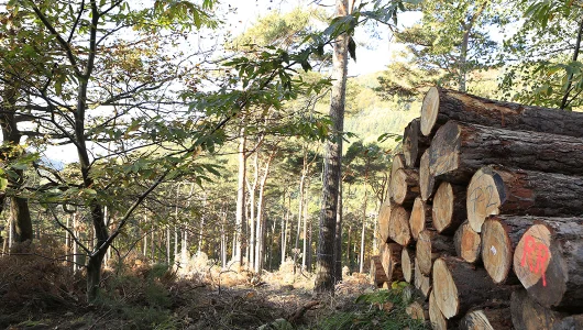 Forestry